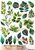 Ja Di Design - Knipvel - Decoupage - Leaves - 02