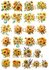 Ja Di Design - Journaling - Papierset - Sunflower_